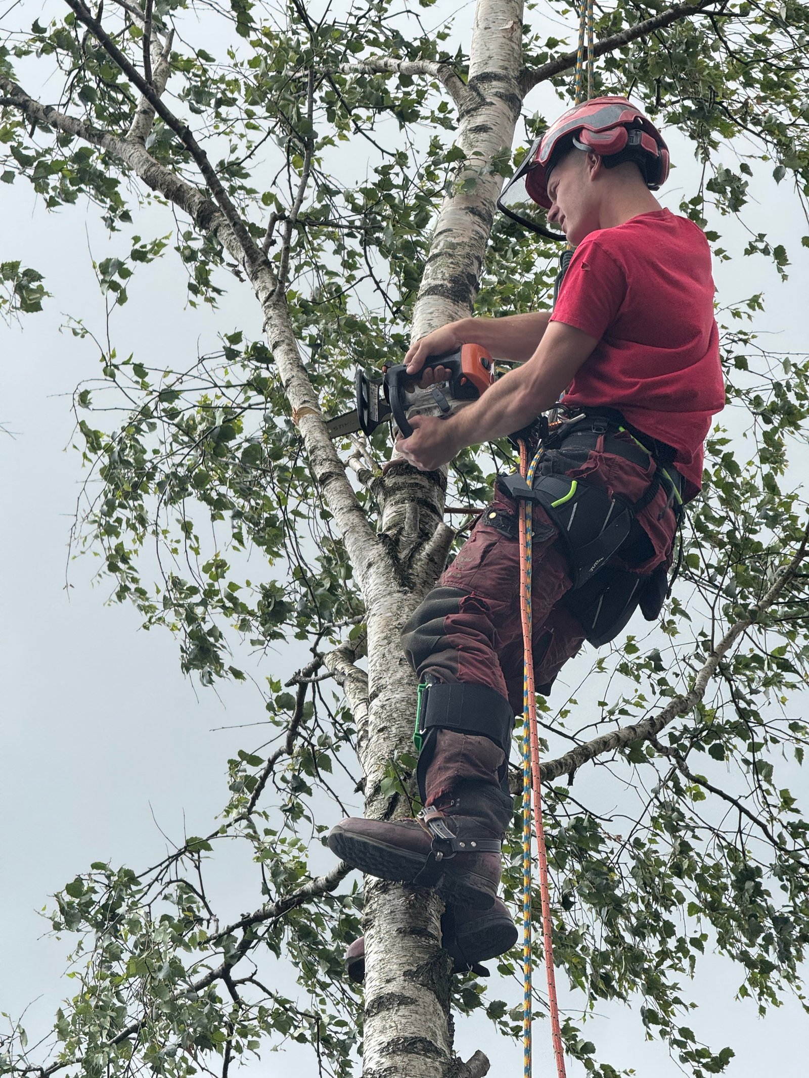 Jack from Lumberjack Tree Services working in a birch tree
